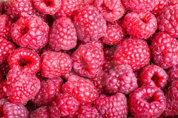 food background - many berries of fresh raspberry close up