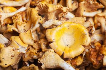 food background - many fresh cut chanterelle mushrooms close up