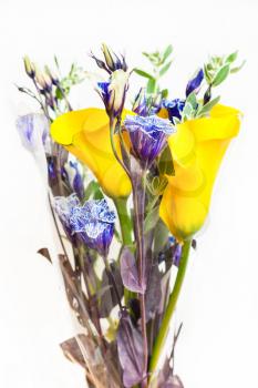 bouquet from flowers of fresh yellow Calla lily, blue Lisianthus, green spurge leaves isolated on white background