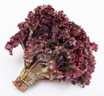 bunch of fresh cut leaf lettuce lollo rosso on white background