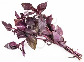 bunch of fresh red basil herb on white background