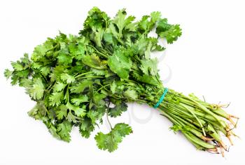 bunch of fresh cut green cilantro herb on white background