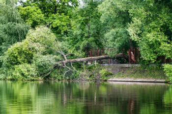 fallen tree in pond after strong wind in summer. Big Garden (Academic) Pond, Moscow