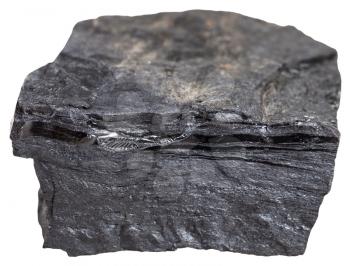 macro shooting of metamorphic rock specimens - carbonaceous shale stone (bone coal, slaty coalbone) isolated on white background