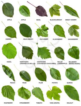 set of green leaves of trees and shrubs with names isolated on white background