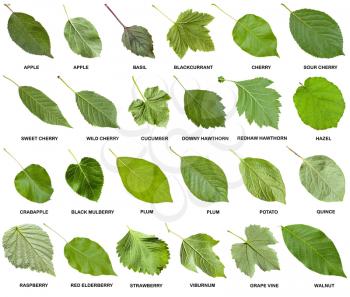 collage from green leaves of trees and shrubs with names isolated on white background