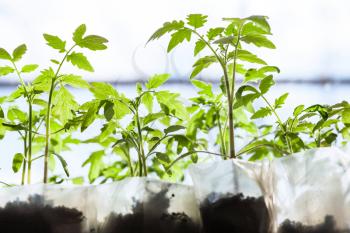 seedlings of tomato plant in plastic containers in glasshouse
