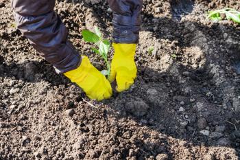 planting vegetables in garden - farmer planting sprout of cabbage in plowed land in spring season