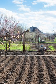 plough garden ground and tiller in village in spring