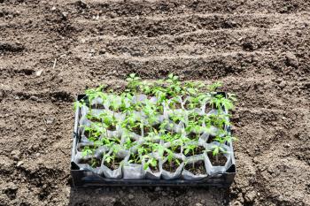 box with young green seedlings of tomato plant in garden