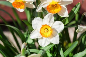few Narcissus Tazetta cultivar flowers on flowerbed in garden