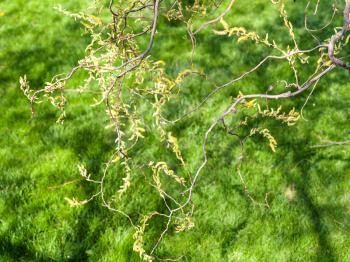 salix tree twigs with flowering yellow catkins (salix matsudana) and green grass at lawn in spring