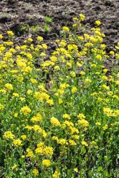 yellow blooms of canola plant in spring