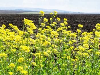 yellow flowers of rapeseed and plowed field in spring