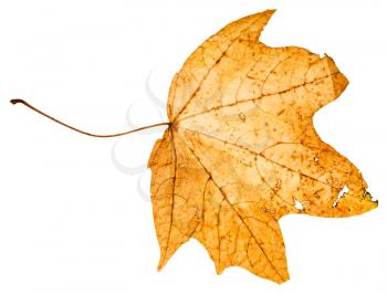 yellow dead leaf of maple tree (Acer platanoides, Norway maple) isolated on white background