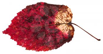 red dried leaf of ash-leaved maple tree (Acer negundo, Box elder, boxelder maple, ash-leaved maple, maple ash) isolated on white background