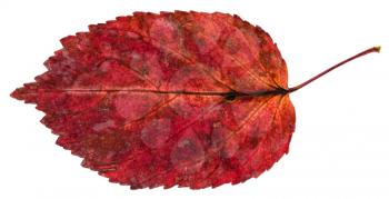red fallen leaf of ash-leaved maple tree (Acer negundo, Box elder, boxelder maple, ash-leaved maple, maple ash) isolated on white background