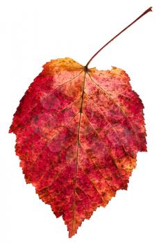 red autumn leaf of ash-leaved maple tree (Acer negundo, Box elder, boxelder maple, ash-leaved maple, maple ash) isolated on white background
