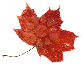 red brown fallen leaf of maple tree (Acer platanoides, Norway maple) isolated on white background