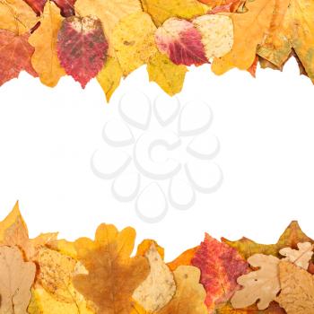 upper and lower frames from fautumn leaves with blank cut out space