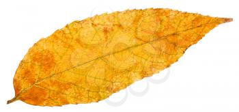 yellow autumn leaf of ash tree (fraxinus) isolated on white background