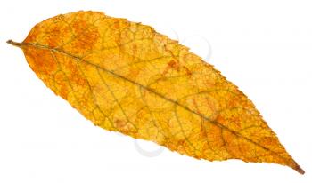 yellow and orange autumn leaf of ash tree (fraxinus) isolated on white background