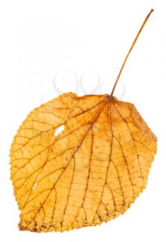 yellow fallen leaf of linden (Lime tree, Tilia ) isolated on white background