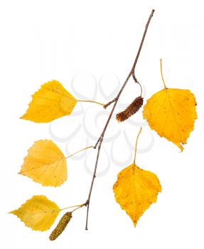 branch with yellow autumn leaves of birch tree isolated on white background