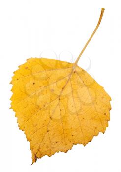 yellow autumn leaf of birch tree isolated on white background