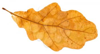 yellow fallen leaf of oak tree isolated on white background