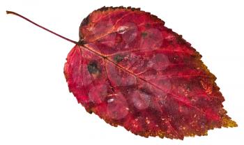 red dead leaf of ash-leaved maple tree (Acer negundo, Box elder, boxelder maple, ash-leaved maple, maple ash) isolated on white background