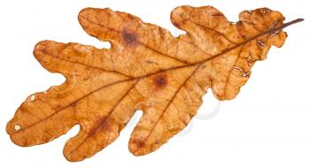 brown autumn leaf of oak tree isolated on white background