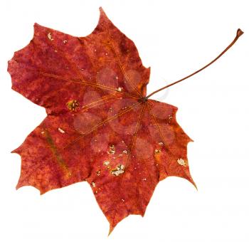 red brown autumn leaf of maple tree (Acer platanoides, Norway maple) isolated on white background