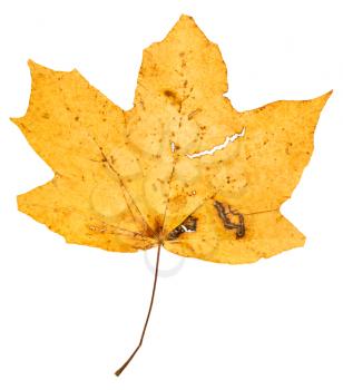 yellow fallen leaf of maple tree (Acer platanoides, Norway maple) isolated on white background
