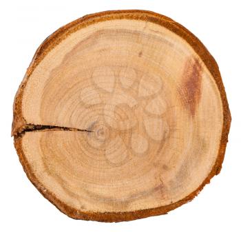 annual growth rings in cross section of plum tree trunk isolated on white background