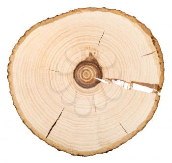 annual growth rings in cross section of bird-cherry tree trunk isolated on white background