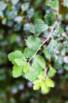 rain drops on green leaves of hawthorn shrub in autumn day