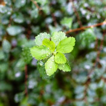 rain drops on green leaves of hawthorn plant in autumn day