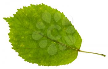 green leaf of ash-leaved maple tree (Acer negundo, Box elder, boxelder maple, ash-leaved maple, maple ash) isolated on white background