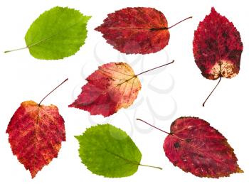 set from red and green leaves of maple ash tree isolated on white background