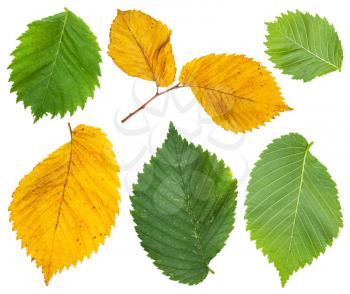 set from yellow and green leaves of elm tree isolated on white background