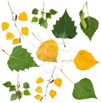 set from green and yellow autumn leaves of birch tree isolated on white background