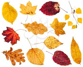 collage from various yellow and red autumn leaves isolated on white background