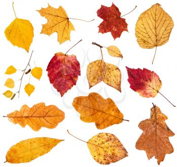 collage from various fallen leaves isolated on white background