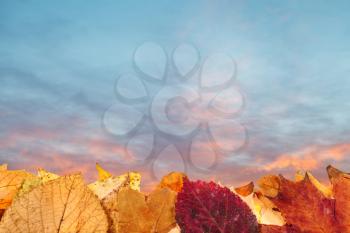 autumn fallen leaves and blue and pink sunset sky on background