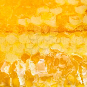 broken fresh yellow honey comb close up