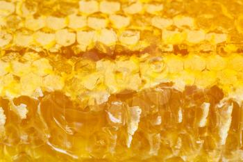 broken honeycomb with flowing honey close up