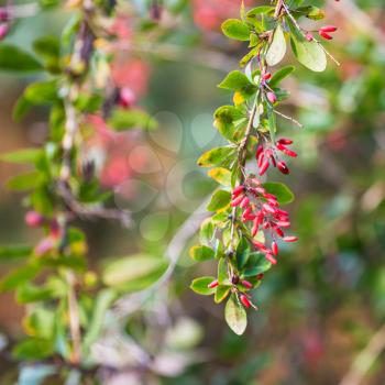 twig with ripe fruits of red Berberis (barberry) in autumn evening