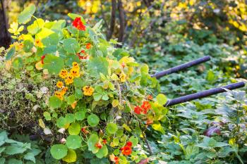 flowerbed with nasturtium (Tropaeolum) flowers on wheelbarrow in garden in autumn day