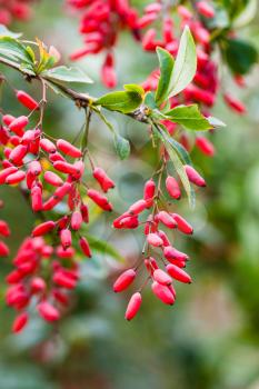 ripe fruits of red Berberis (barberry) on twig in autumn day